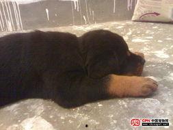 国产母狗,传承与创新中的民族犬种风采